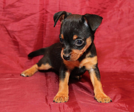 俄羅斯玩具犬