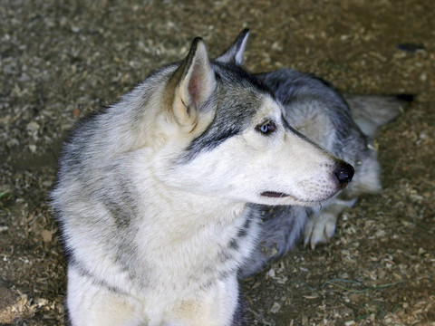 哈士奇犬是擱在籠子里