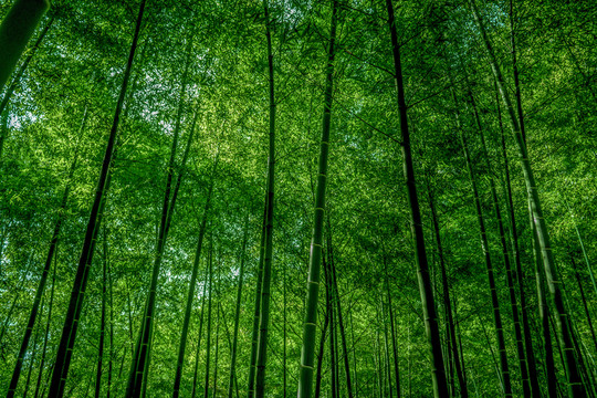 竹林風(fēng)光 竹林背景素材