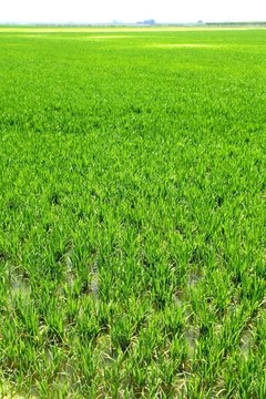 瓦倫西亞省農(nóng)業(yè)稻田透視在西班牙