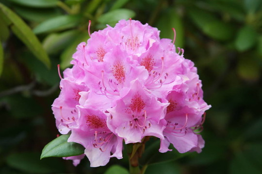 杜鵑花