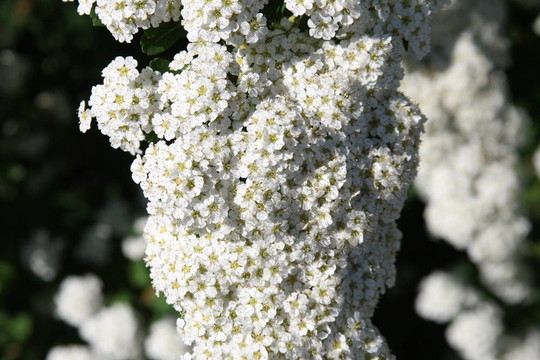 繡線菊