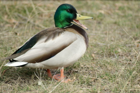 綠頭野鴨（Anas platyrhynchos；或