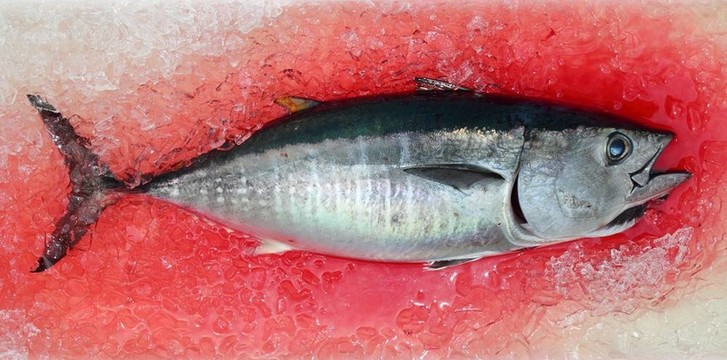 藍(lán)鰭金槍魚的咸水魚