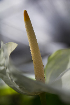 火鶴花