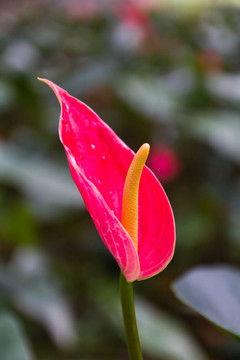 火鶴花