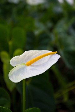 火鶴花
