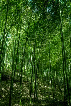 竹林風(fēng)光 竹林背景素材