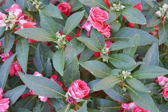 花園里的玫瑰