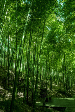 竹林風(fēng)光 竹林背景素材
