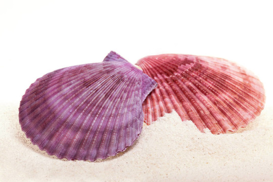 海貝殼