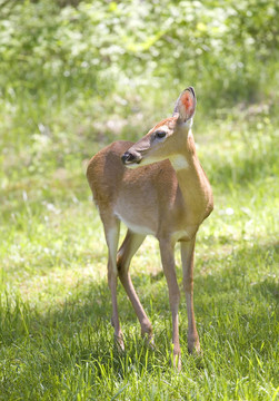 晴天DOE