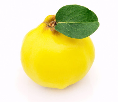 溫柏
