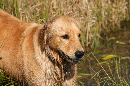 金毛獵犬