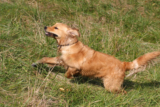 金毛獵犬