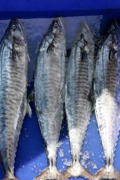 鯖魚(yú).