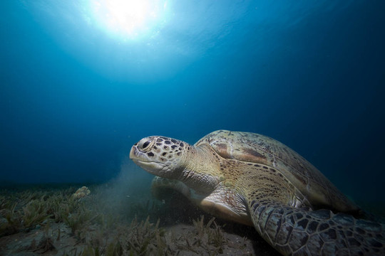 綠海龜與海洋