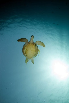 綠海龜與海洋