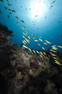 珊瑚；魚和海洋