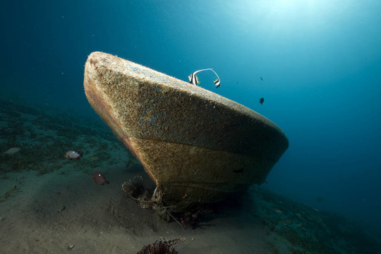 快艇沉船；魚類和海洋