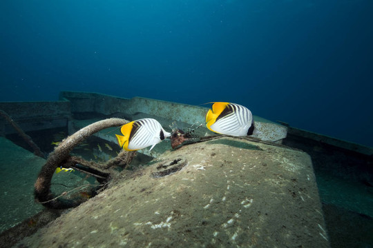 快艇沉船；魚類和海洋