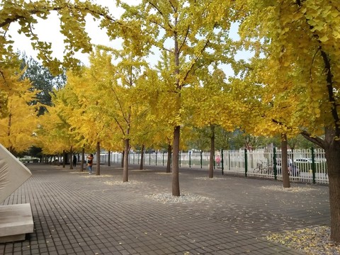 秋色滿園