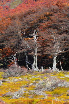 美麗的自然景觀與Mt. Fitz Roy在洛杉磯冰川國家公園看到；巴塔哥尼亞；阿根廷