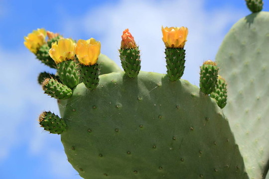 仙人掌仙人掌花