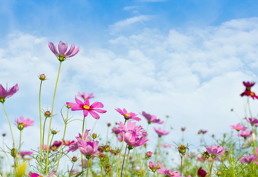 雛菊花與藍(lán)天