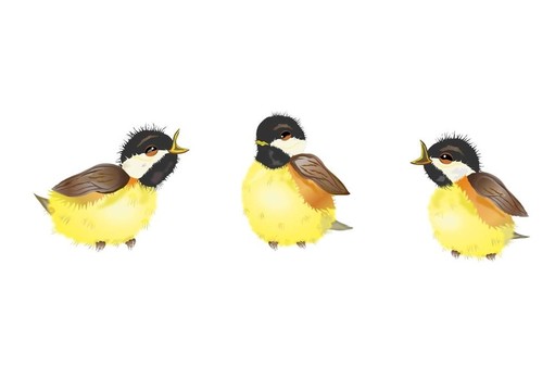 三山雀鳥