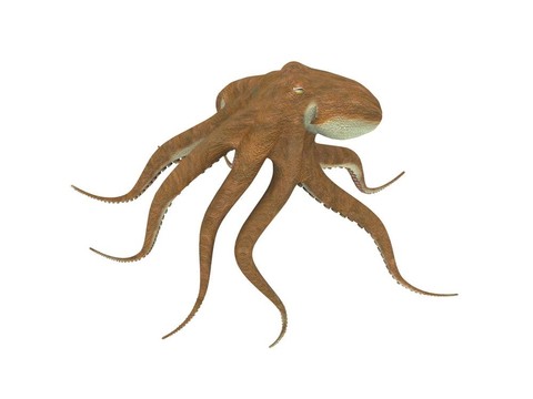 白色的章魚的數(shù)字渲染