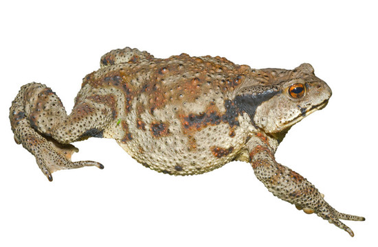 蟾蜍（Bufo gargarizans）24