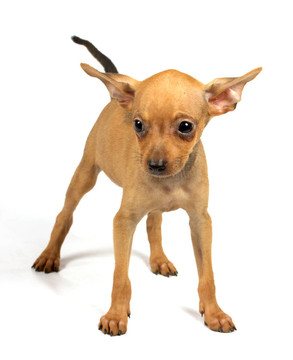 玩具犬的小狗