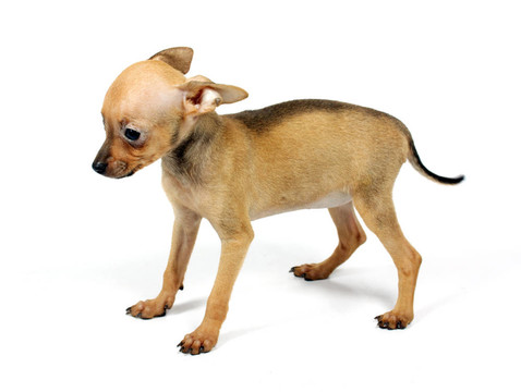 玩具犬的小狗