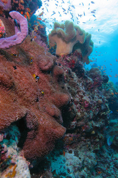 鰤?mèng)~（Amphiprion clarkii）