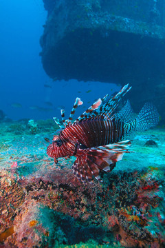 魔鬼firefish（Pterois英里）