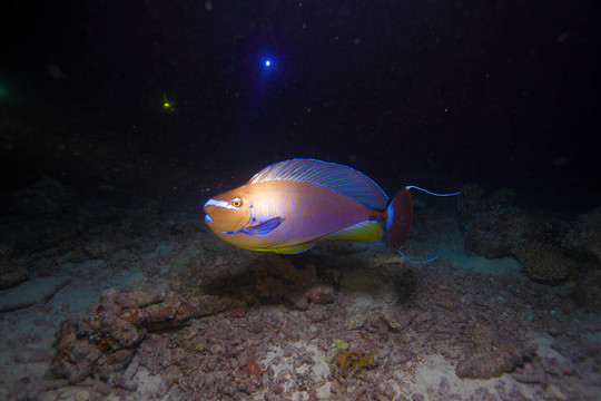 刺尾魚（魚）在夜間潛水