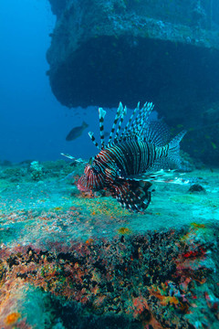 魔鬼firefish（Pterois英里）