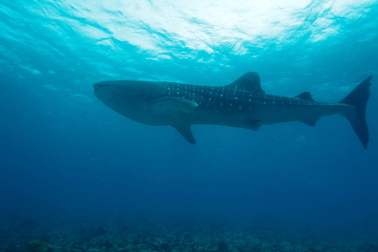 鯨鯊（Rhincodon typus）；馬爾代夫