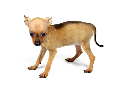 玩具犬的小狗