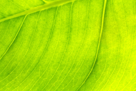 綠葉紋理為背景