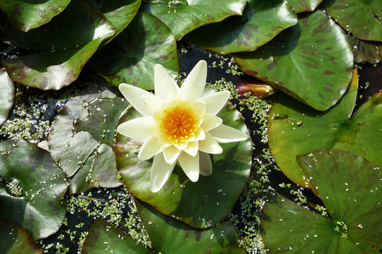 水百合