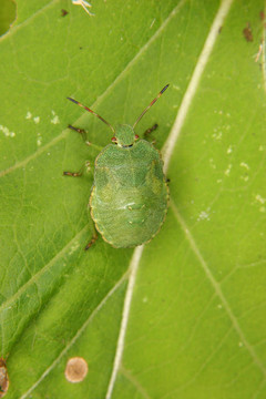 綠盾蝽（Palomena prasina）