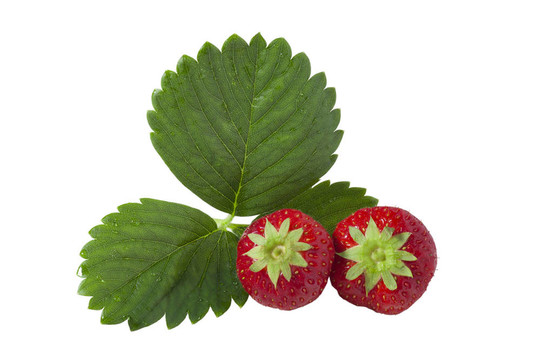 孤立的草莓