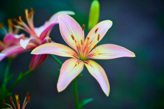 粉色的百合花