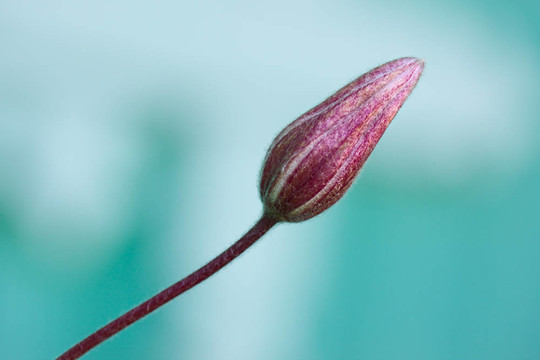 紫色的花蕾