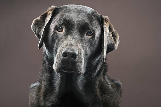 對Brown Background的拉布拉多獵犬開槍