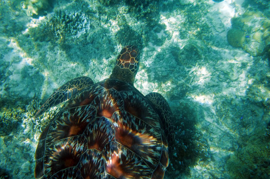 海龜