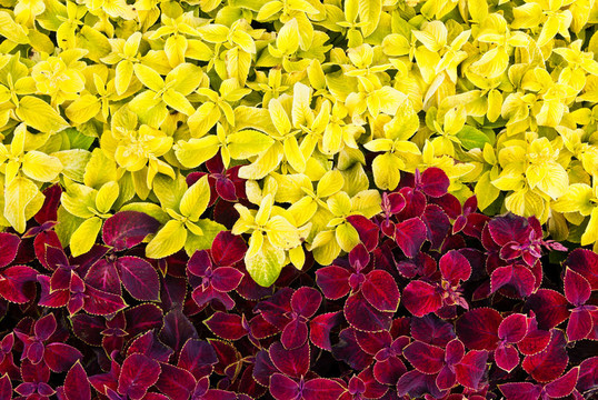 粉紅色和黃色花園花