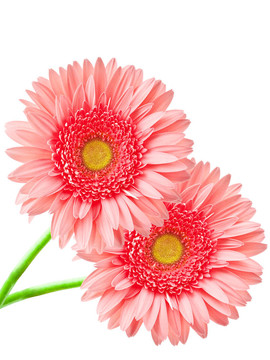 Gerber的花